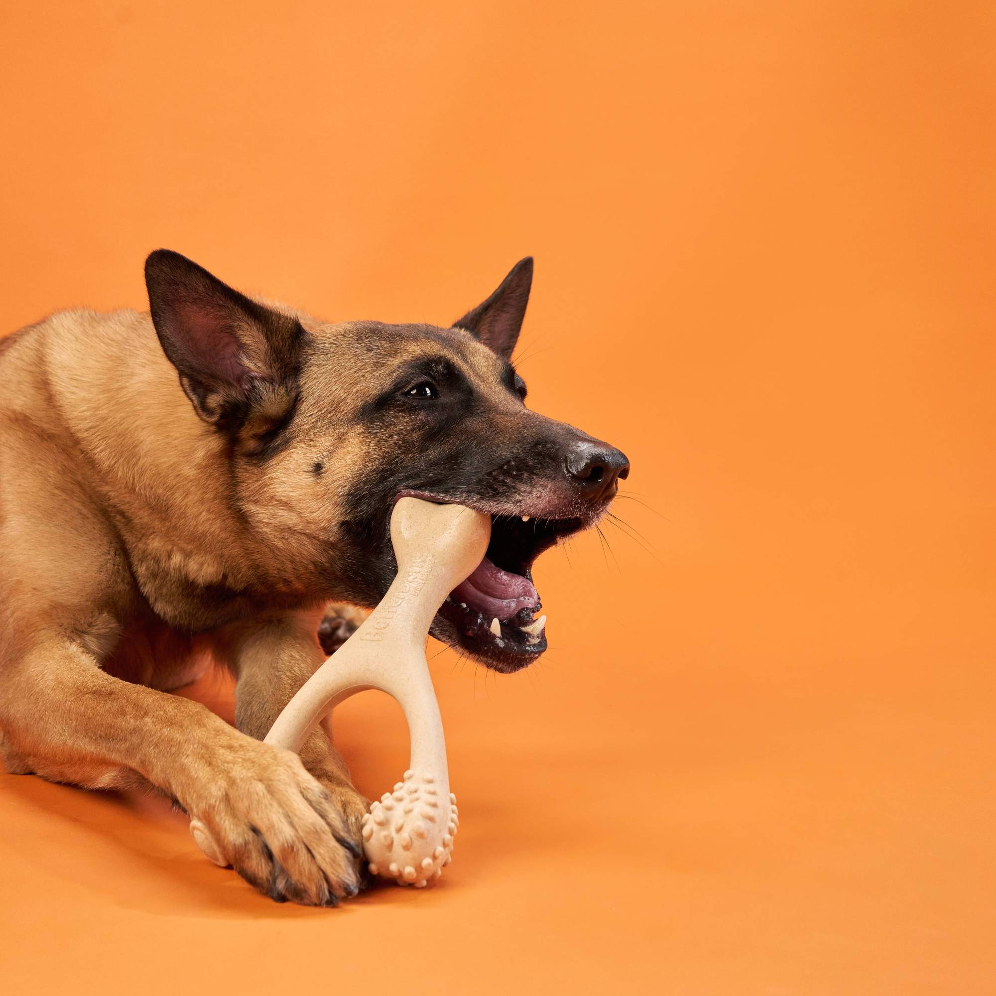 Dog Toys & Bones